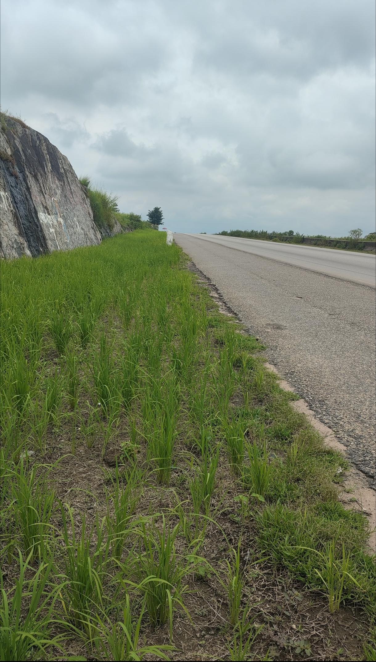 3棵野生旱稻，竟育出无糖抗旱神稻！这不是天方夜谭，是育种专家彭国威的真实成
