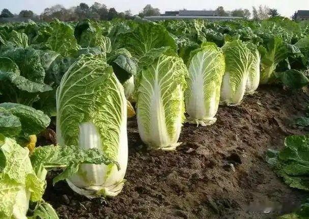 立秋后几天种白菜不烂心？看错一天白干一年，2026菜农必看老话讲：头伏萝卜