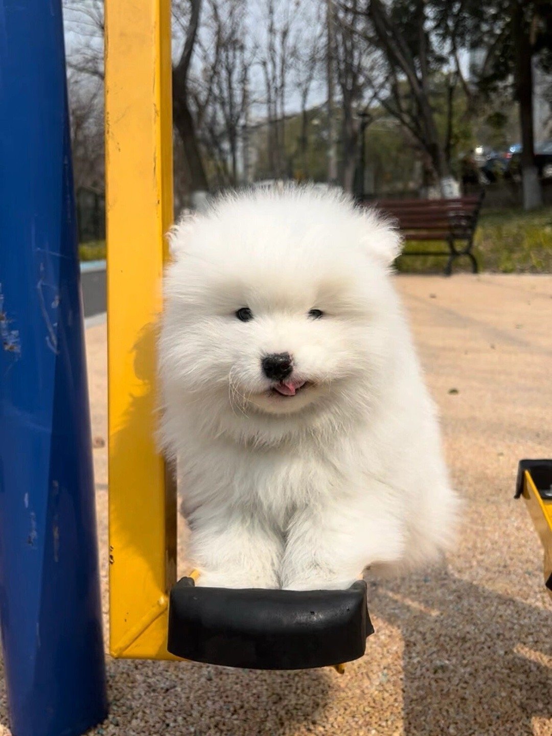 独自早起锻炼的萨摩耶宝宝