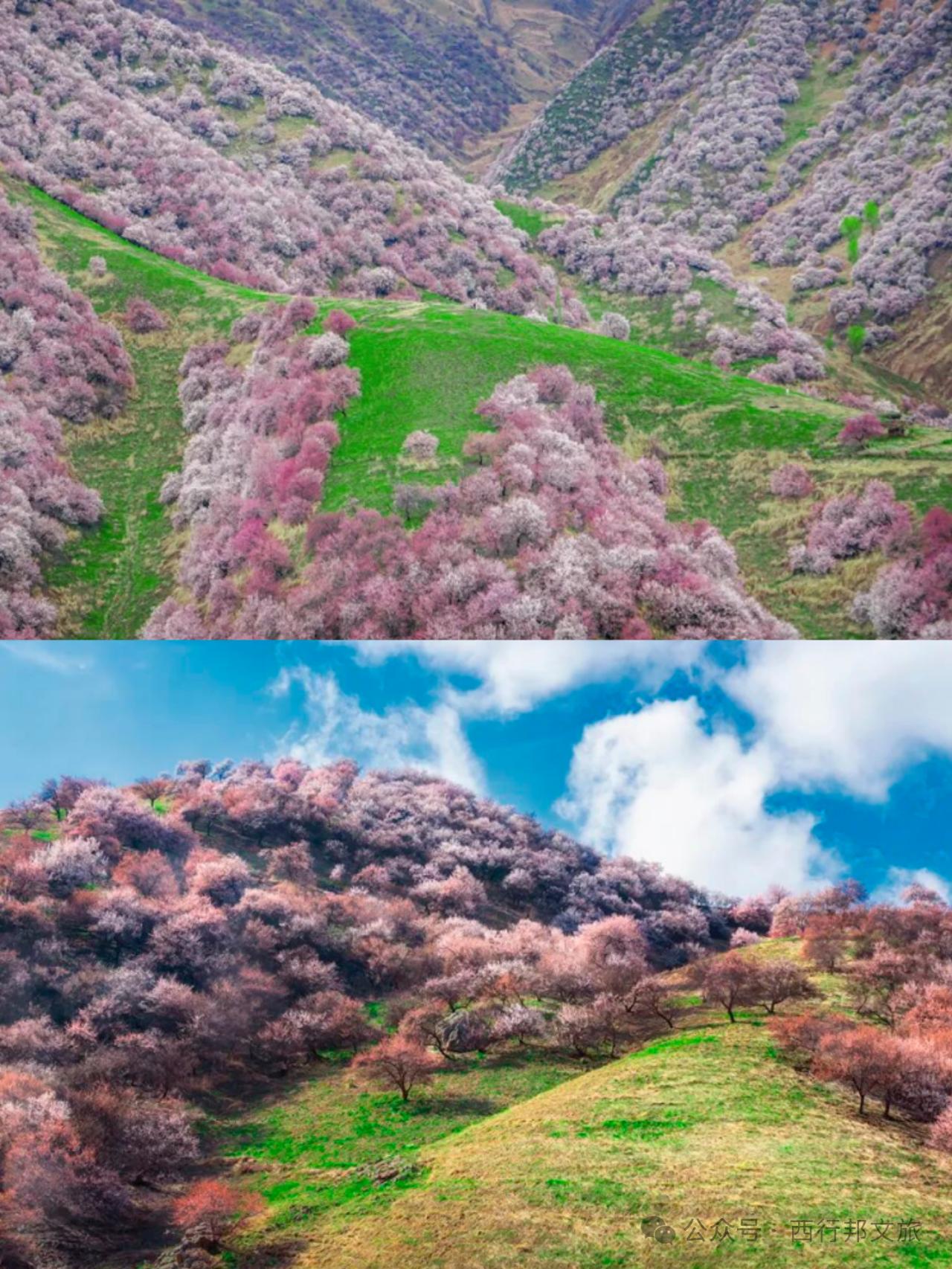 三月中旬的新疆，冰雪初融，春风拂面。如果你问我，新疆的春天从哪里开始？我会告诉