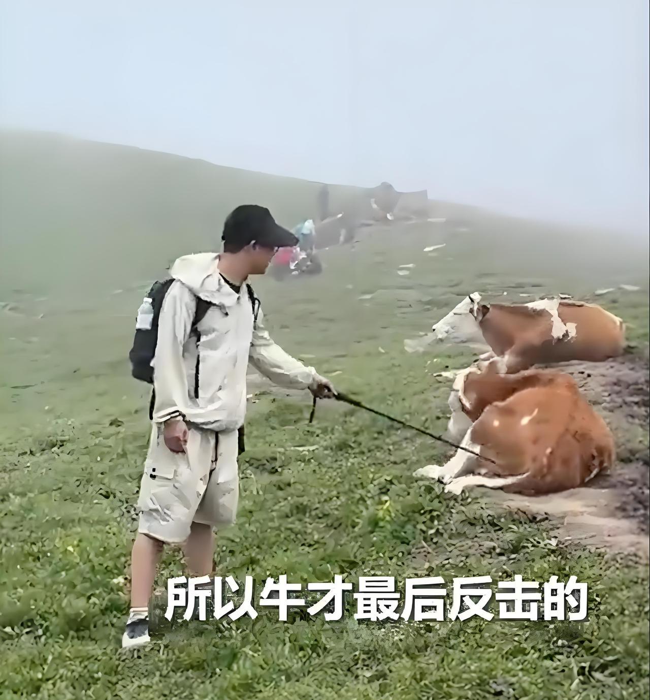 在五台山被牛群围攻的家伙完全是配得上他们的素质，我觉得那几头牛已经很通人性了，并
