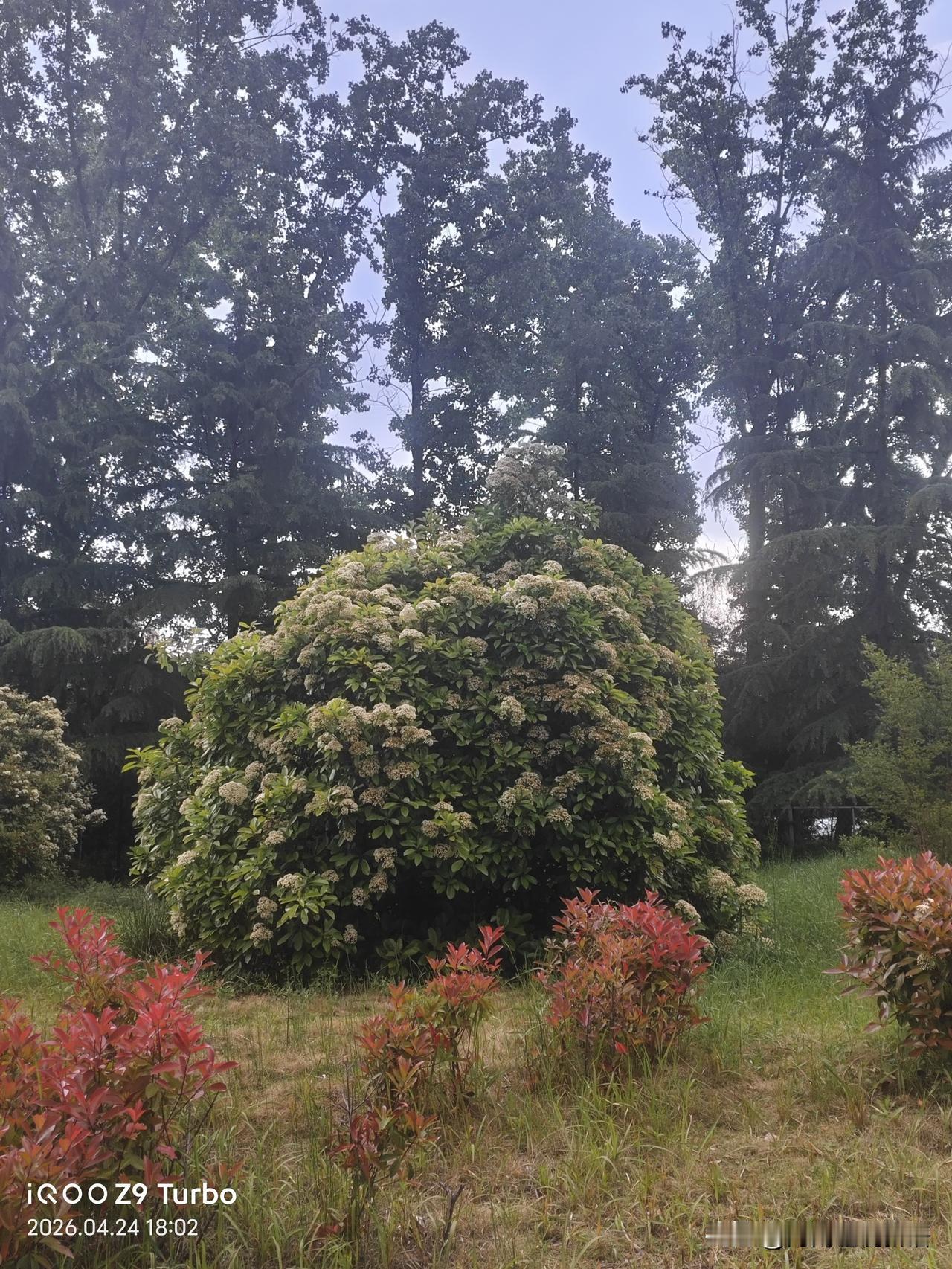“羊巴清明，牛巴夏”这句俗语太有意思了！羊盼着清明，是因为清明一到，嫩草长出来，