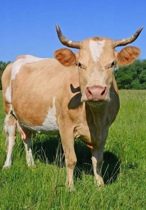 阿根廷为啥非得跑一万多公里，把牛肉便宜卖到中国？因为他们的牛肉，在阿根廷附近区域