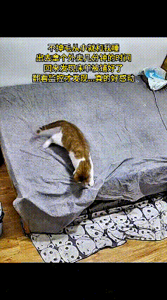都说猫咪爱捣乱拆家，可这只小猫却不一样。主人出门拿外卖，就短短几分钟不在家，回来