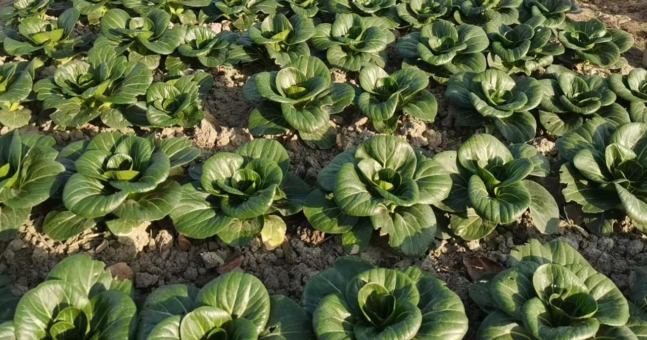 亲戚家儿子，谈了一个同岁的女朋友。男孩子本科毕业，已工作三年多。女朋友研究生毕业