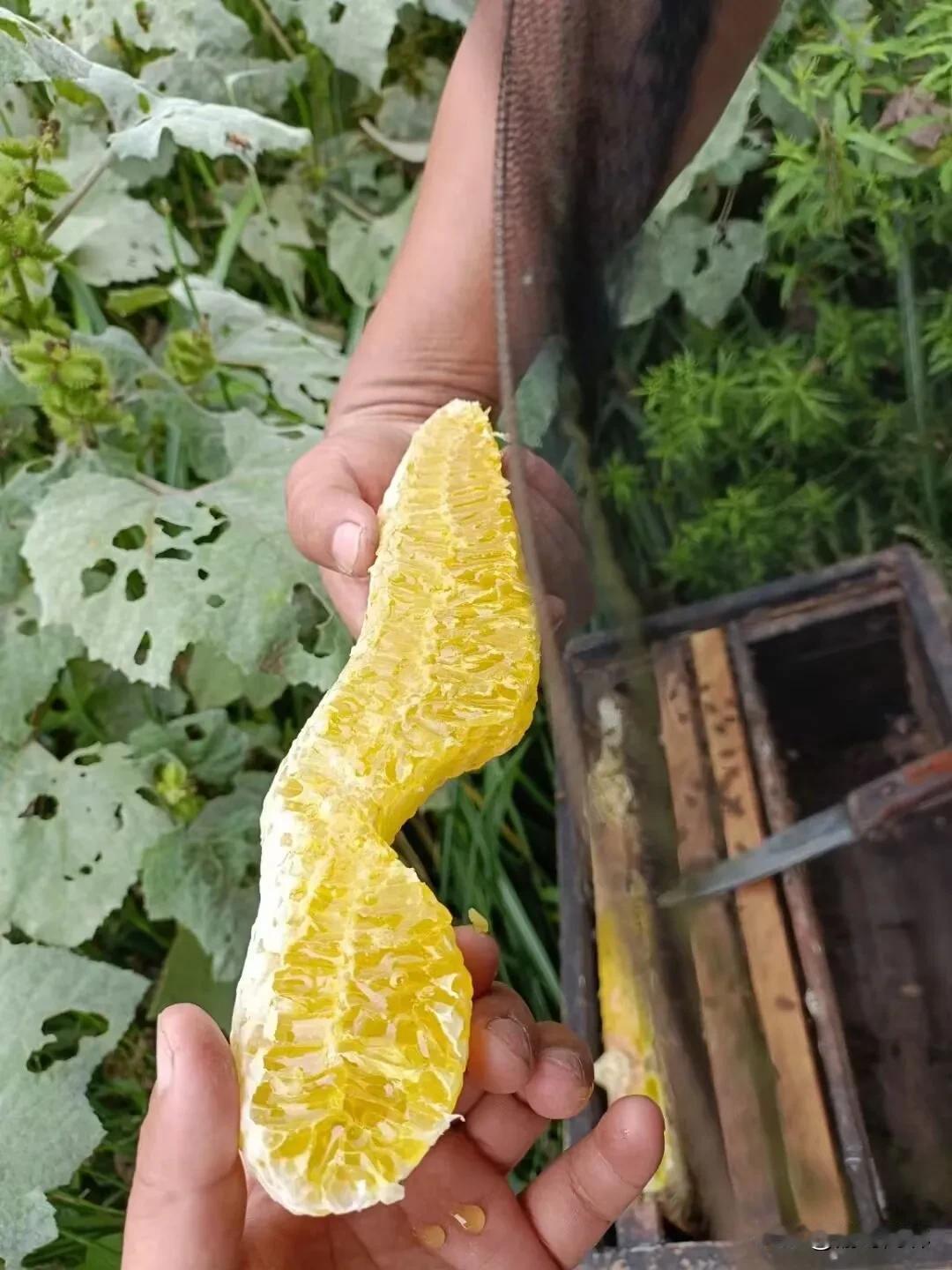 来自重庆大山里的馈赠，真正自然的味道，大山里的味道买土蜂蜜找林哥，绝对的高山土