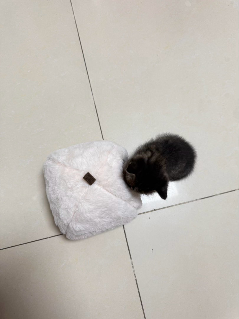 猫窝尺寸买小了​​​