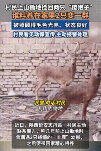 误把国宝当家羊！三年养出七只“小祖宗”，警察登门她冷汗直冒