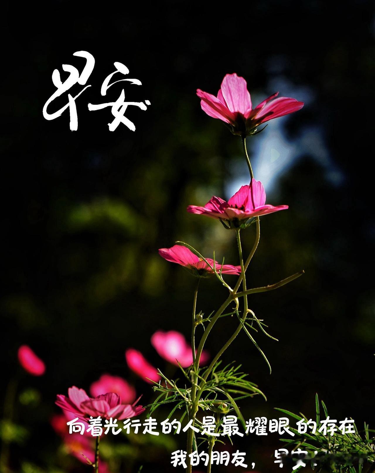🌼²º²⁶/₀₆.₂₂ᵕ̈ᵕ̈周一｜早安☀️🍃🍎🐎新周初启，揽一缕晨