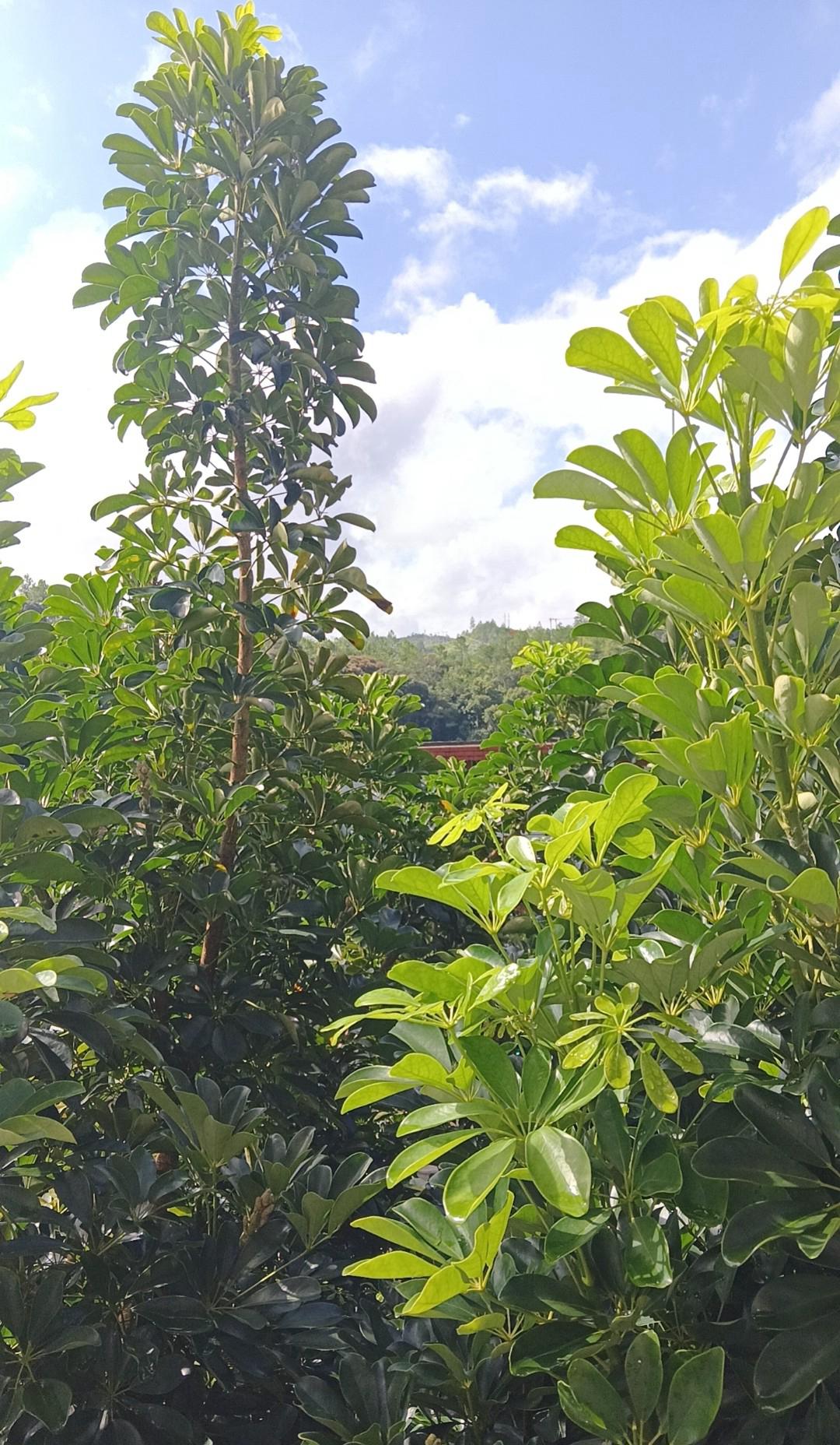 2027年生的孩子注定是神童？别被割韭菜了！朋友圈疯传的"丁未年天才命"让多少准