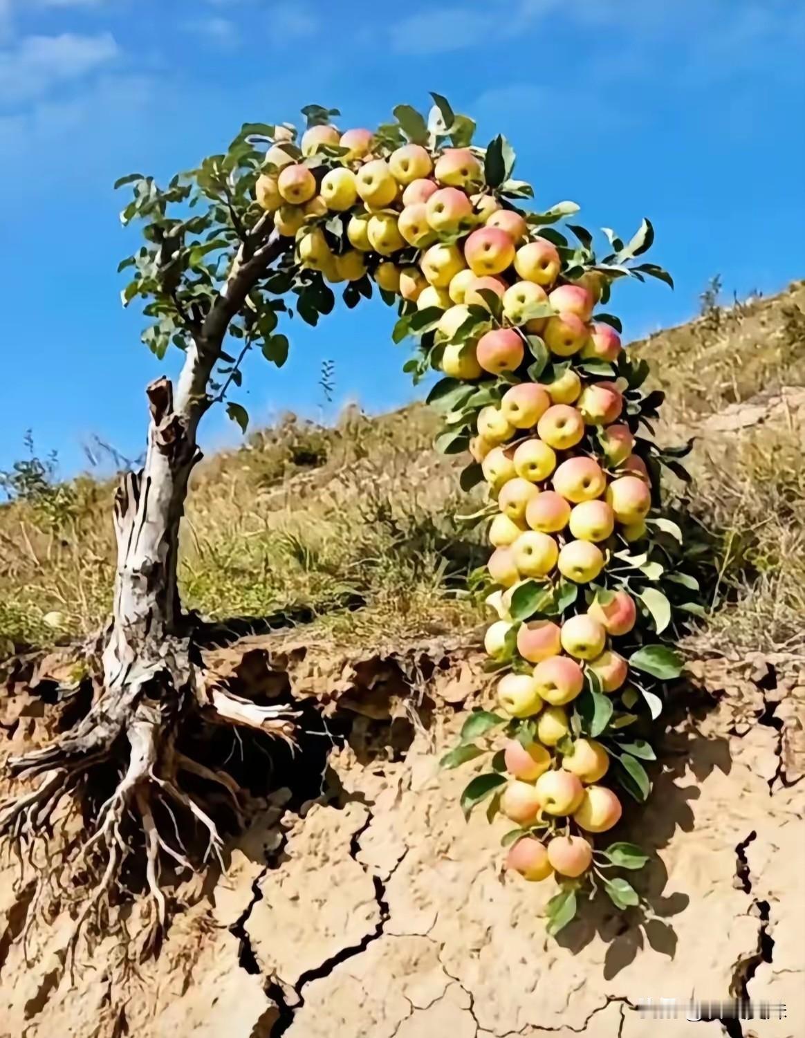 花儿不会只为一个人开。