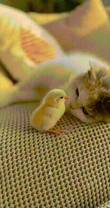 年度最暖名场面！小猫和小鸡抱成一团，离谱又好嗑，万物皆有灵太好哭了😭谁能