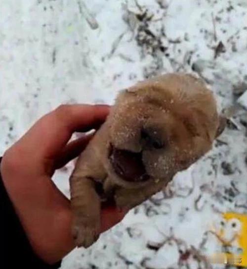 太可怜了！最近天气骤降，许多地方都下起了大雪，一位小哥哥就带着女朋友去公园玩雪，