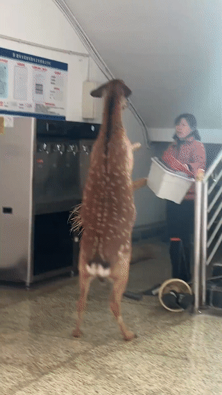 一只梅花鹿突然闯进学生公寓楼里？它还和保洁阿姨发生了一点小冲突？把学生们都给