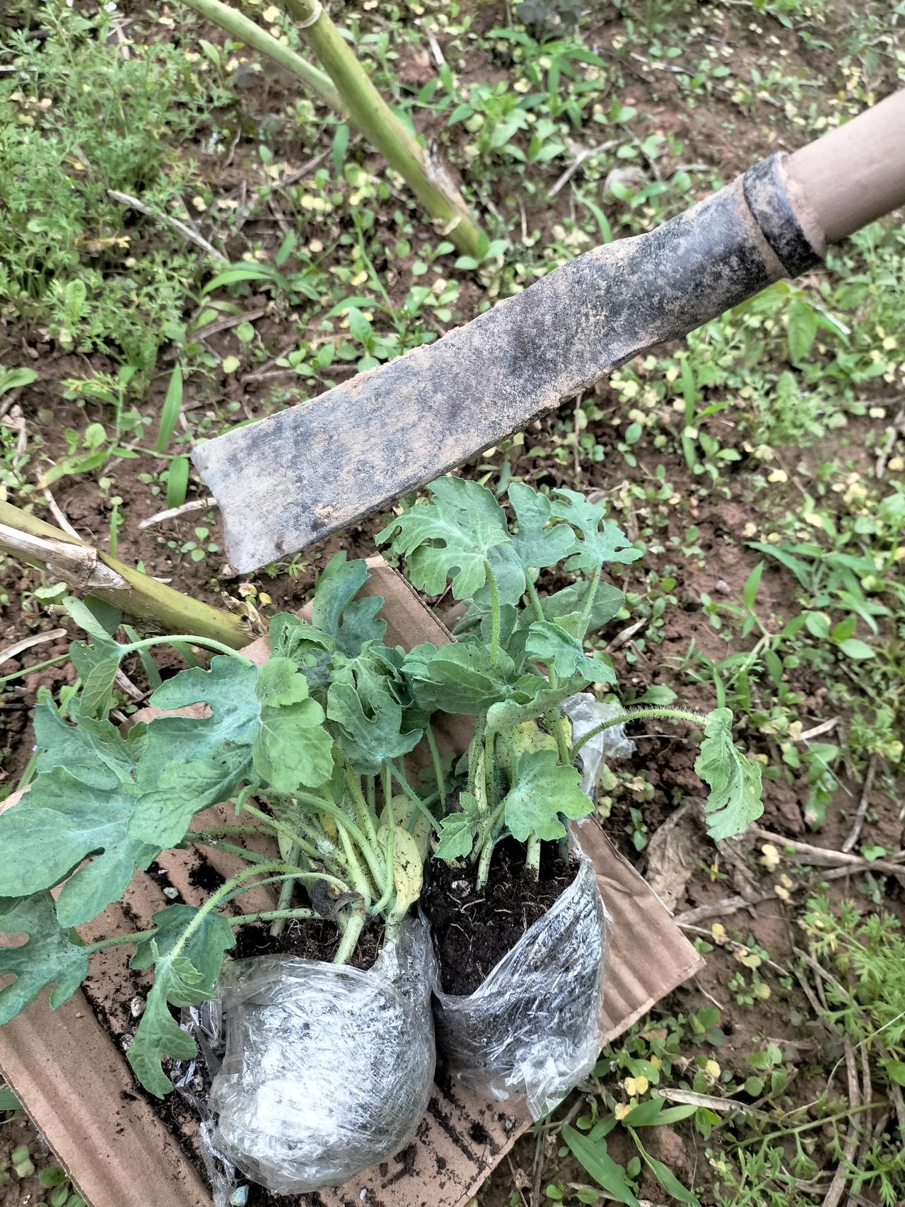 这是我买的麒麟瓜西瓜苗，苗还挺新鲜，上面很多肥料应该容易种活吧，可我昨天种完没有