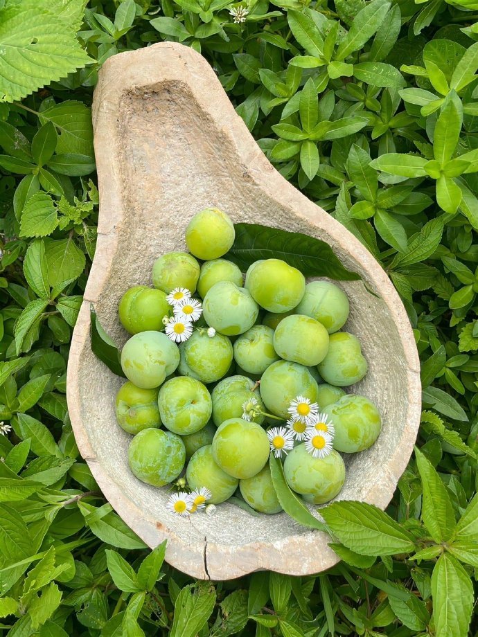 是丰收的季节🍇🍉🍑🍒​​​