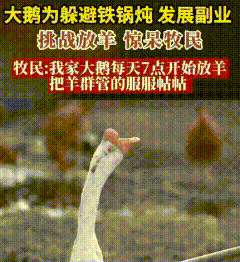 草原惊现“鹅劳模”！每天7点准时上班带羊群，牧民：炖锅已下岗谁能想到，内蒙