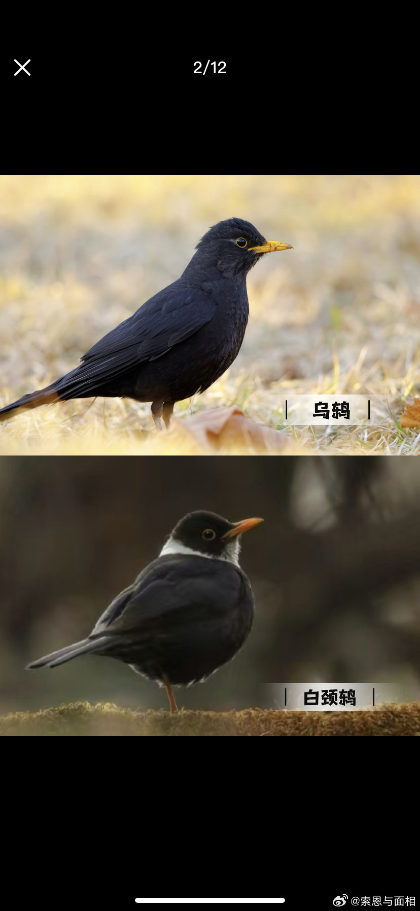 这个有力打击了五官博主，乌鸫与八哥长得非常像。明显乌鸫眼神神态俏皮很多。八哥“面