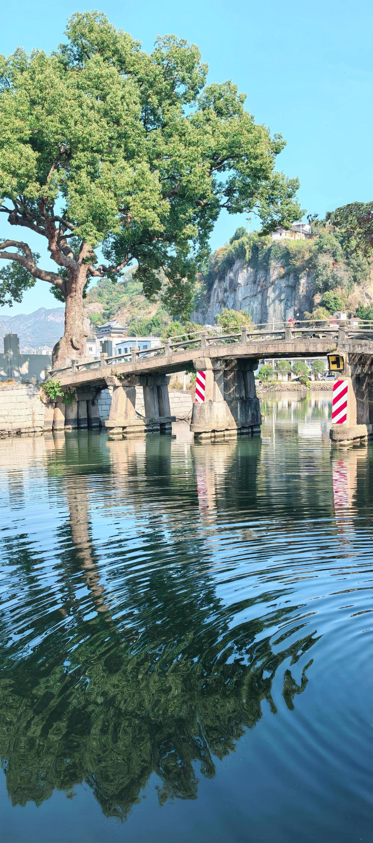 百年老树游记天然氧吧