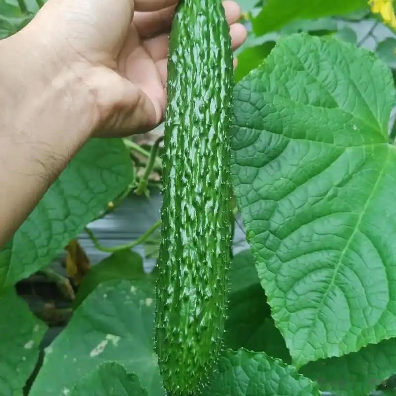黄瓜结瓜后别频繁打理，操作太勤容易影响产量不少在家种菜的朋友