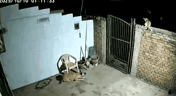 半夜三更，一只老虎撞开铁门，窜进一处农户院子里。院子里的看家狗吓得连连后退，瑟瑟