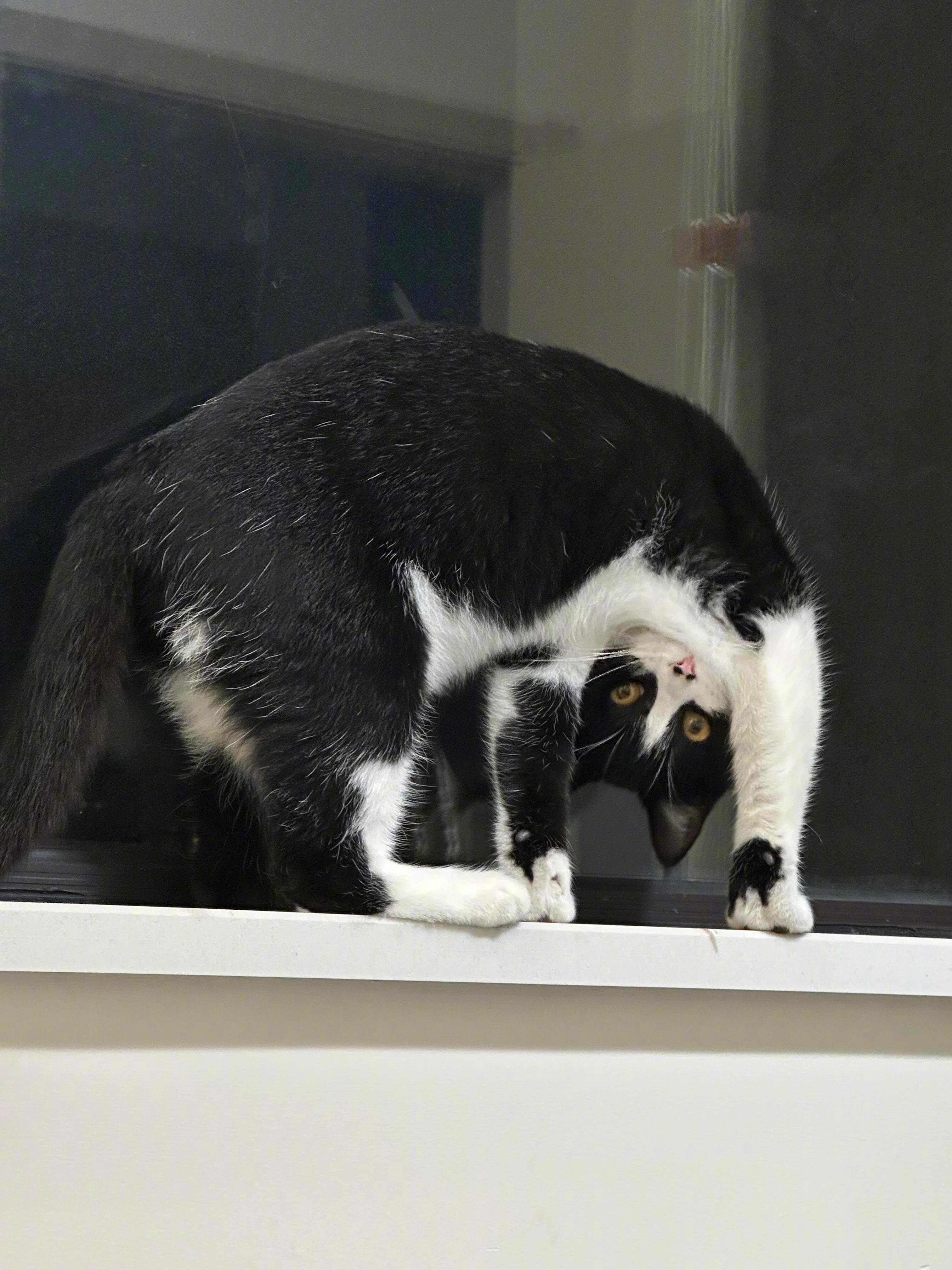 天生杂技牛奶猫​​​