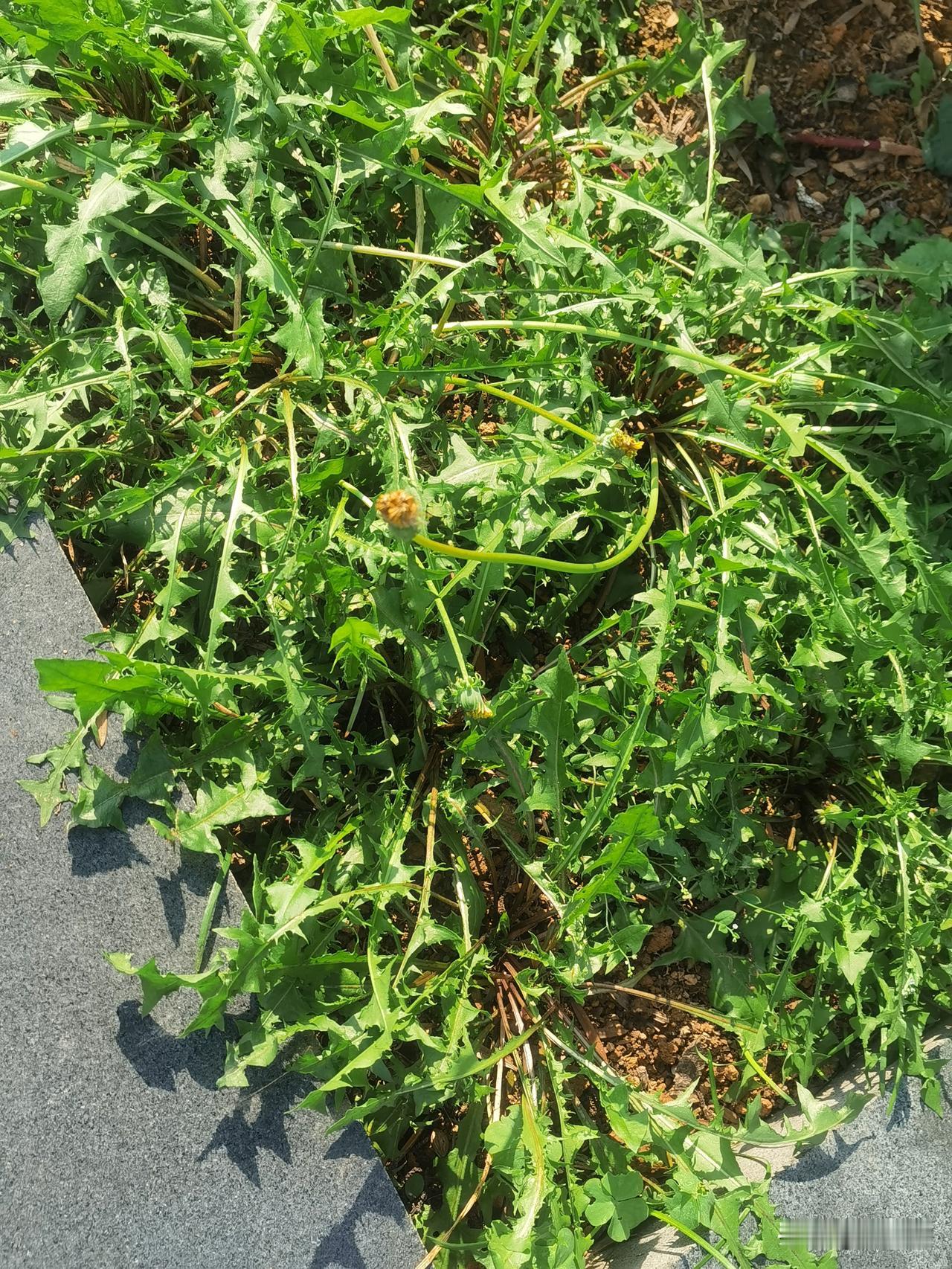 为什么不要与修行人谈恋爱？大多数修行人，累世修行。了断了许多尘缘，六亲缘浅。