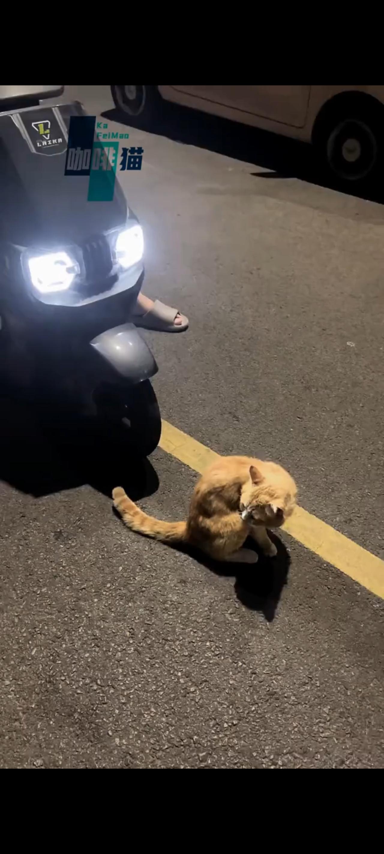 不知道前方究竟发生了什么事情……这只流浪猫竟然冒着生命危险，深更半夜的挡在了一对