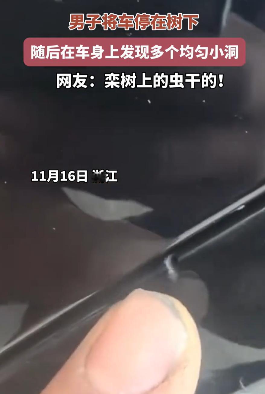 最近浙江有个事儿挺离谱。一哥们儿把黑轿车停栾树下，第二天发现车身全是小窟窿。他以