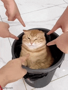 如何制服你那桀骜不驯的猫主子​​​