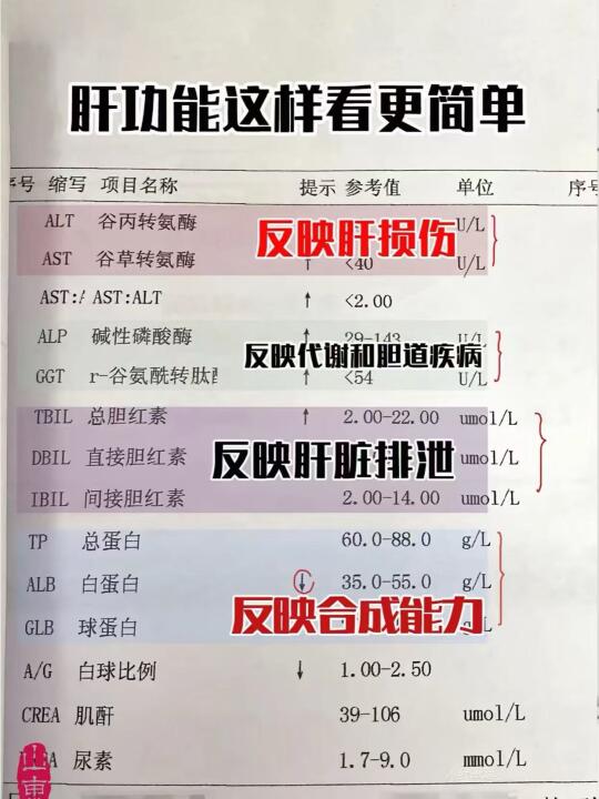 先把肝功能了解清楚，肝功能这样看更简单！