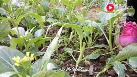 摘豆子神器推荐 2666306561233236353.jpg?id=0