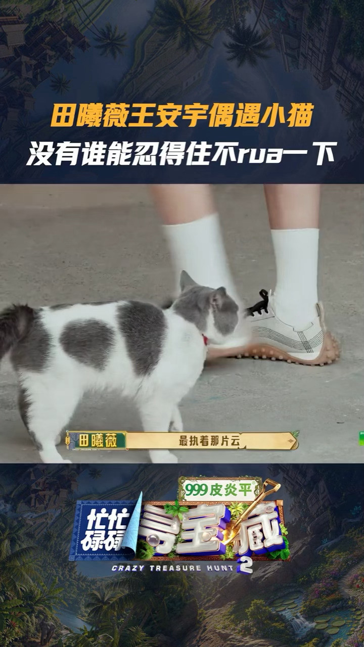 田曦薇王安宇都无法抵挡猫咪的可爱忙忙碌碌寻宝藏无论是小猫还是小狗，到头来通通被小