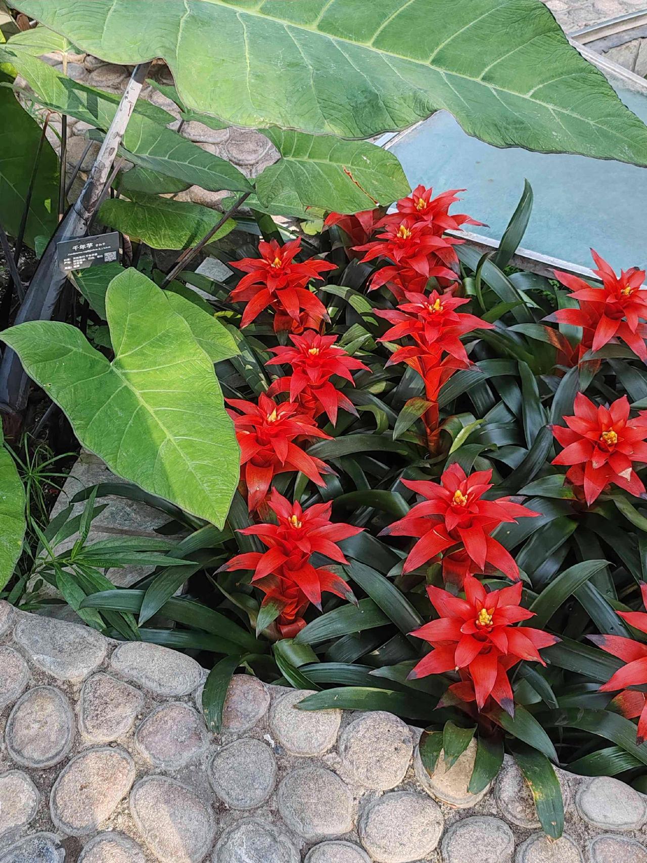 中科院植物研究所所见！