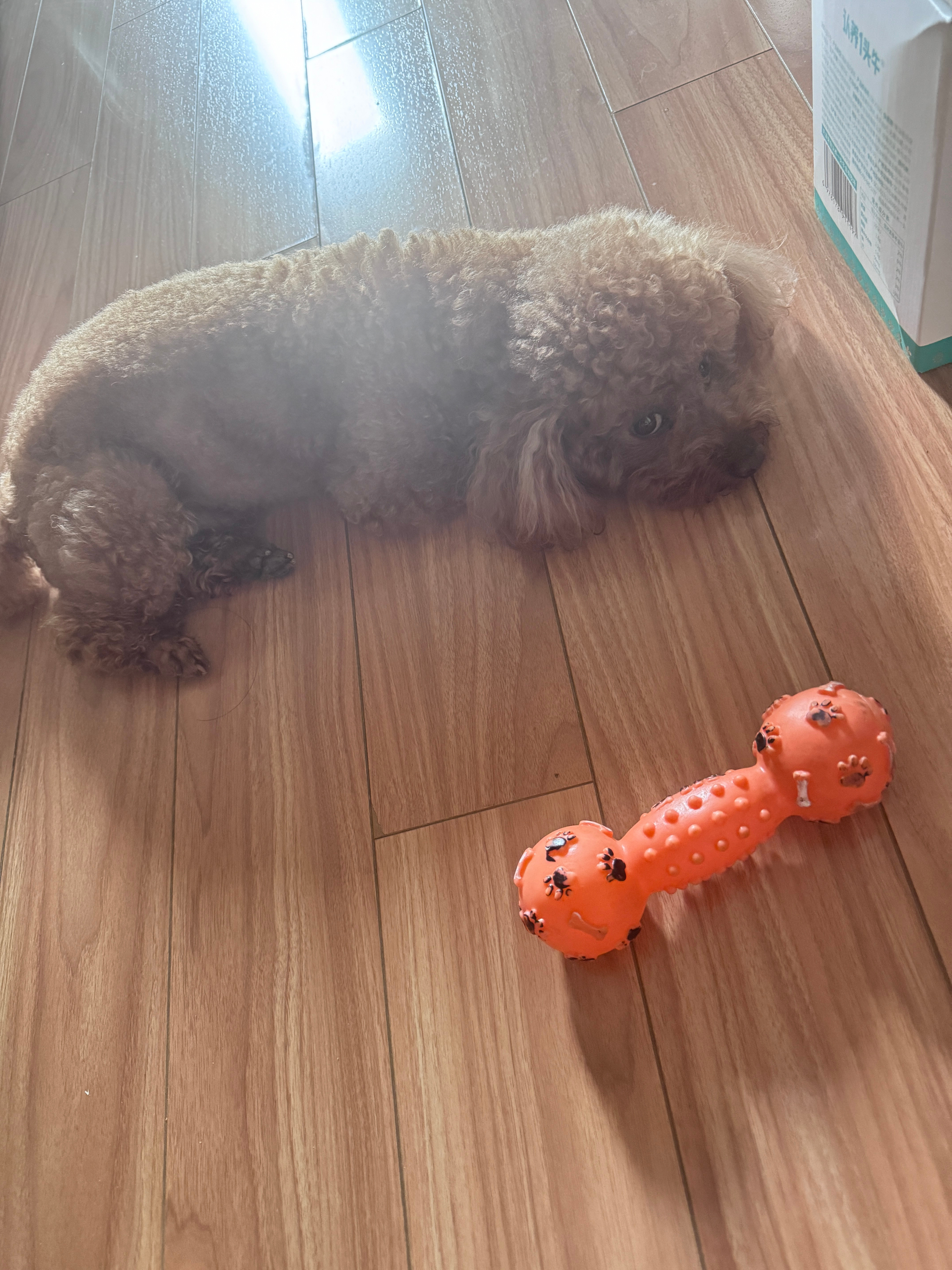 没陪它🐶玩，一脸委屈，眼神好幽怨……