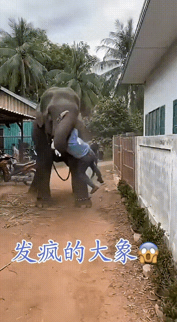 人类没武器在手，根本不是大象对手。一只大象，甩男子，太轻松了。