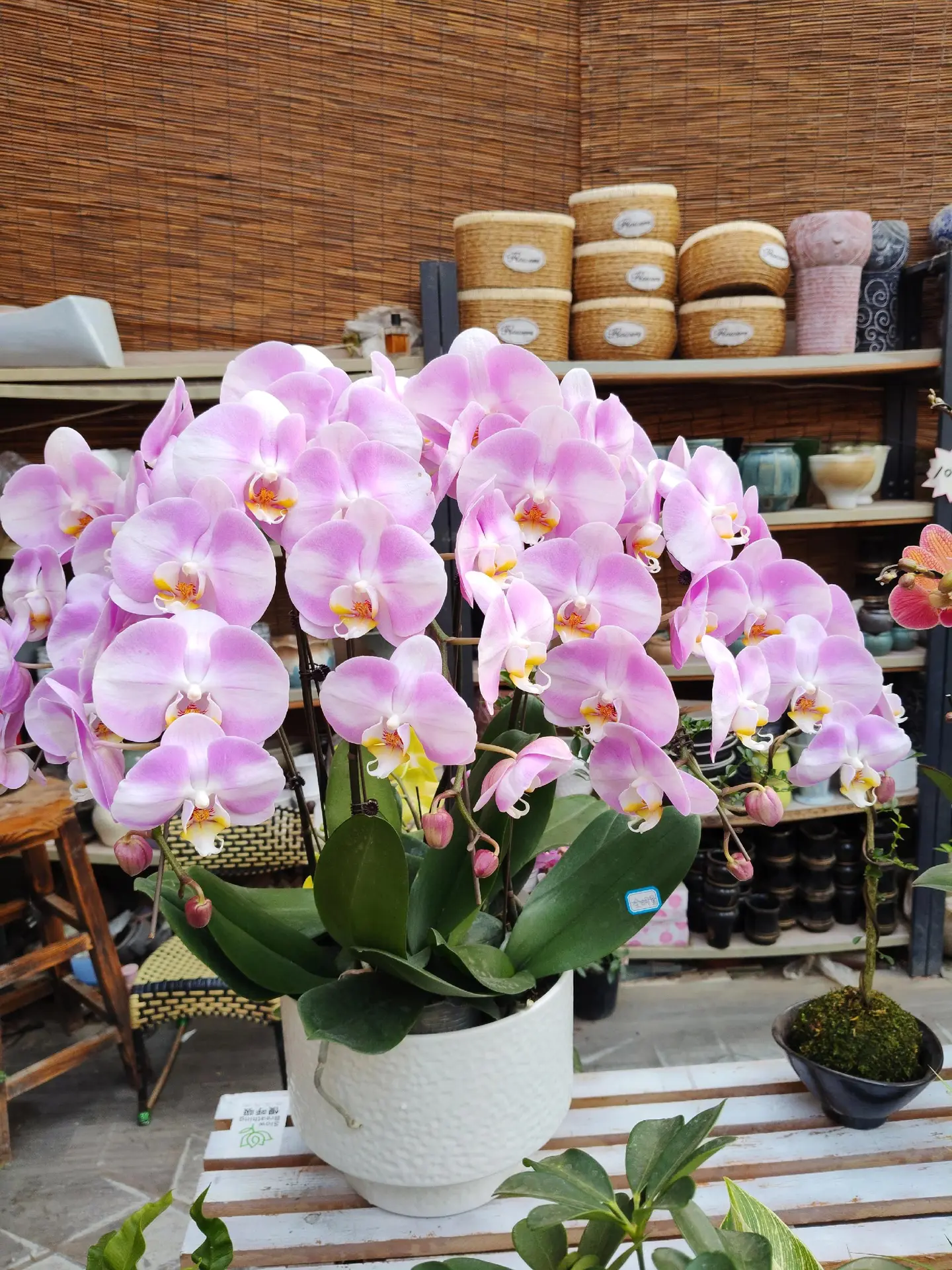 洛阳新村花卉写真。       醉美是兰花，迎春花早发！