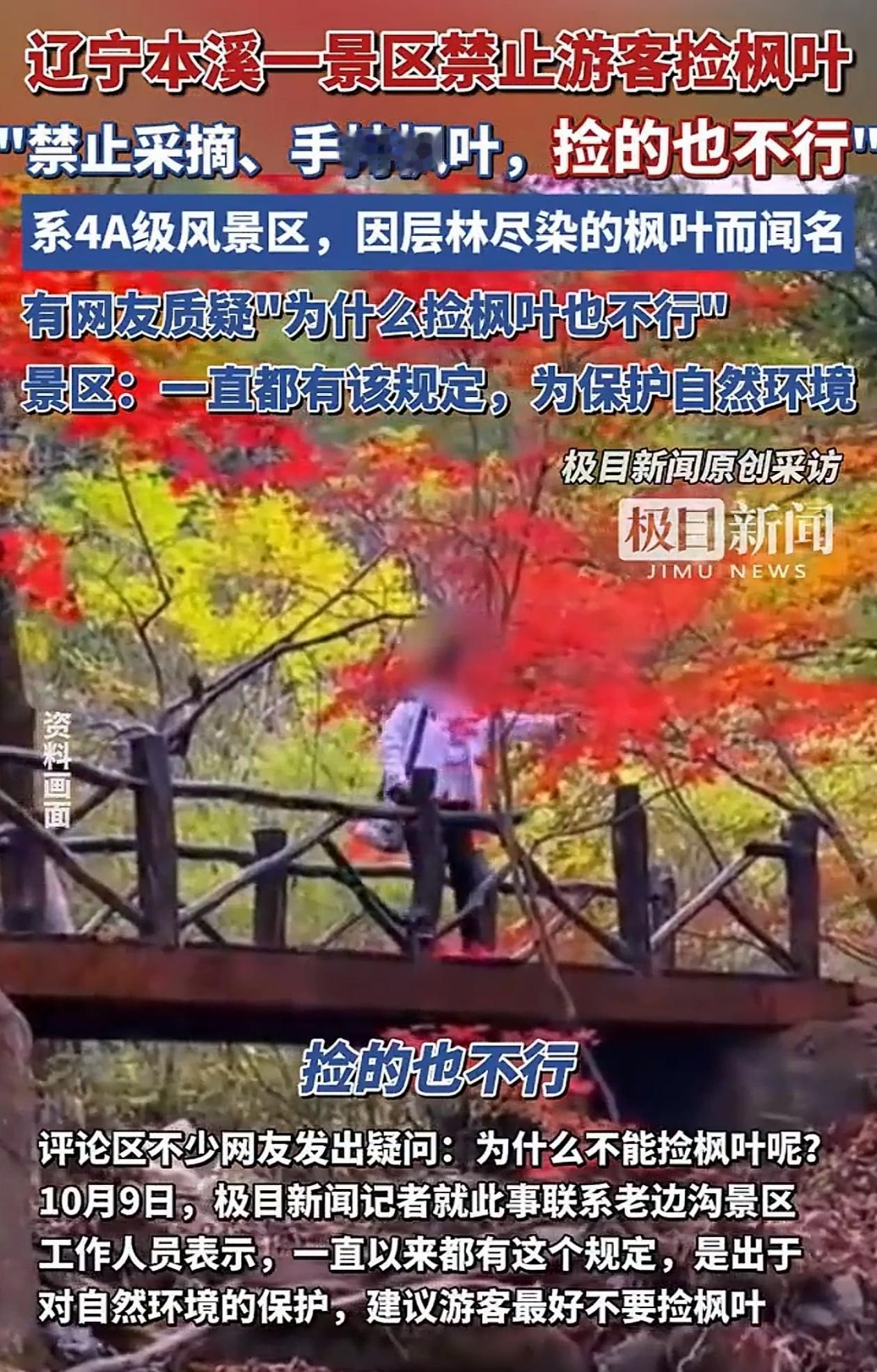 “合理吗？”辽宁本溪，游客在景区玩，看到地上有片通红的枫叶，想捡起来带回家，做个