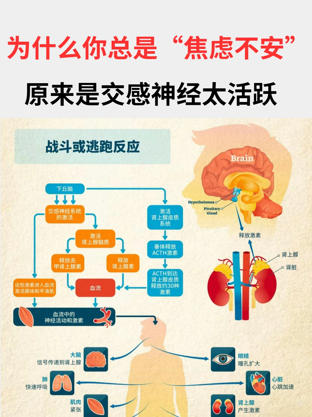 原来焦虑是身体太紧绷