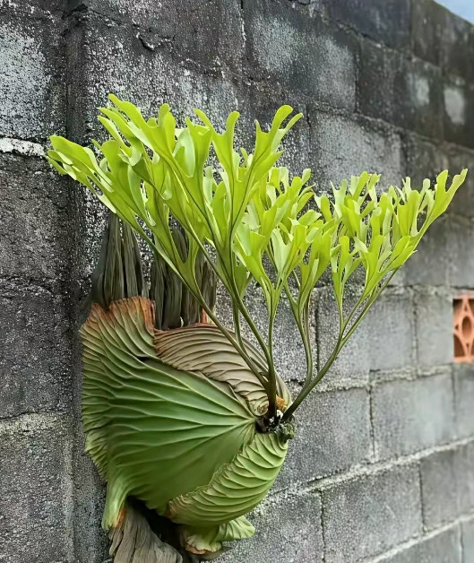 这个植物好特别，是叫墙上草吗？从来没见过…