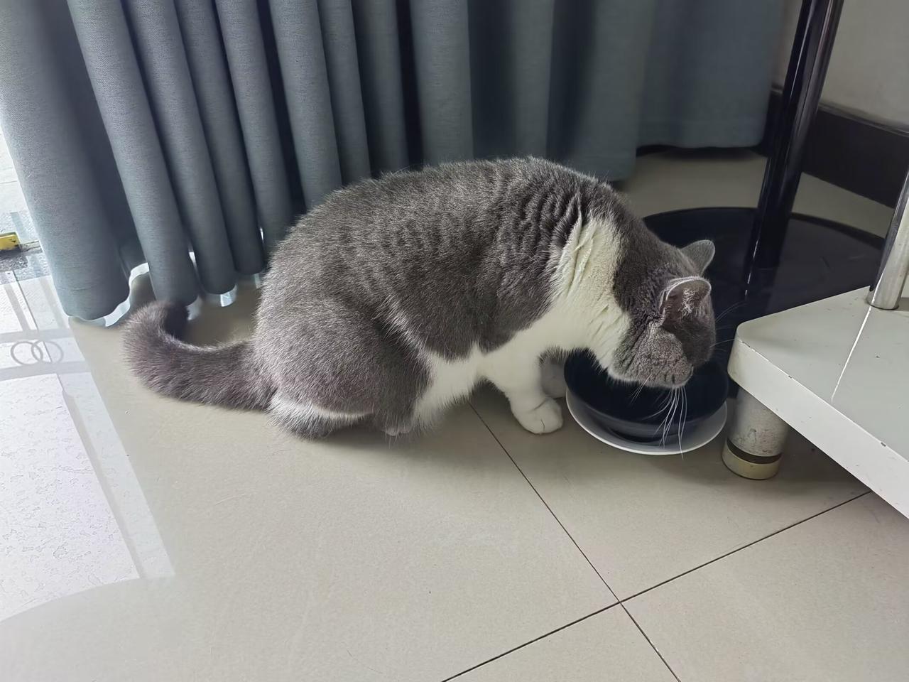 可爱的猫咪圆圆的脑袋，胖胖的身材，挺呆萌的样子。这是宠物猫，吃的