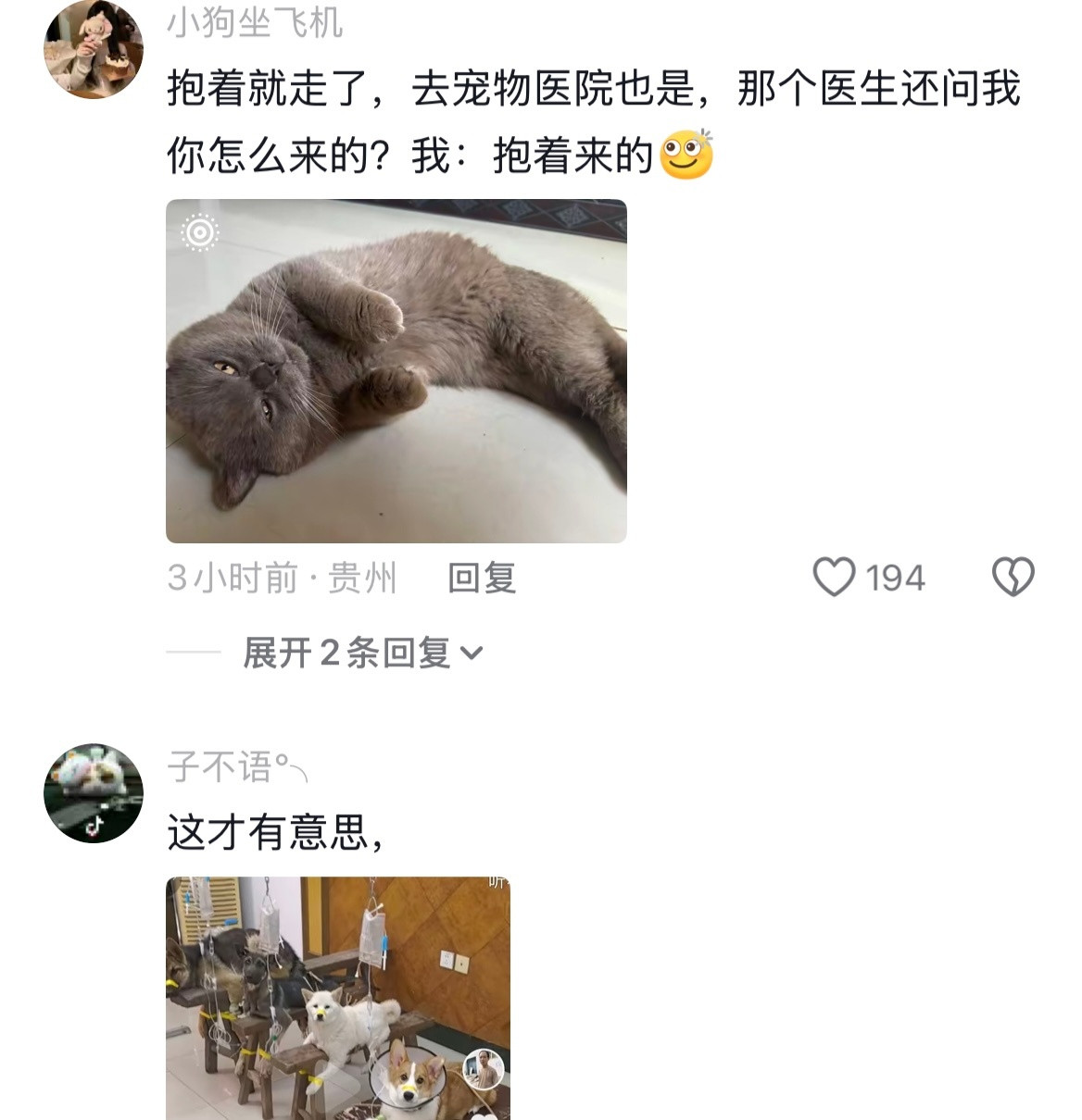 老辈子养的猫都像开了智一样乖巧