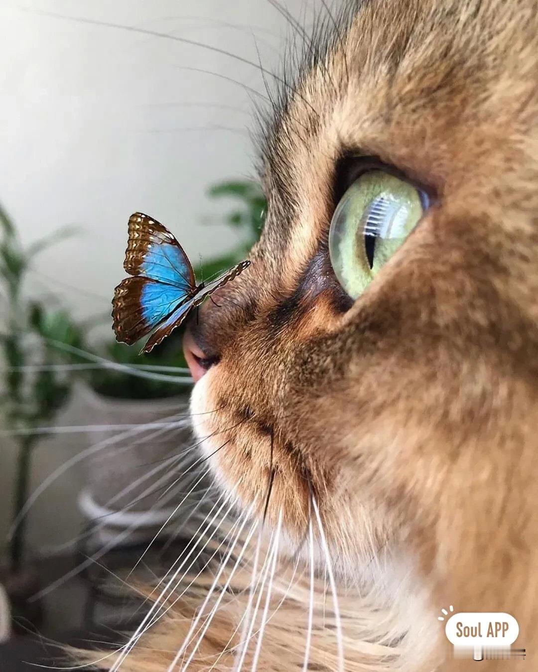 蝴蝶突然停在猫鼻子上，小猫瞬间不知所措！