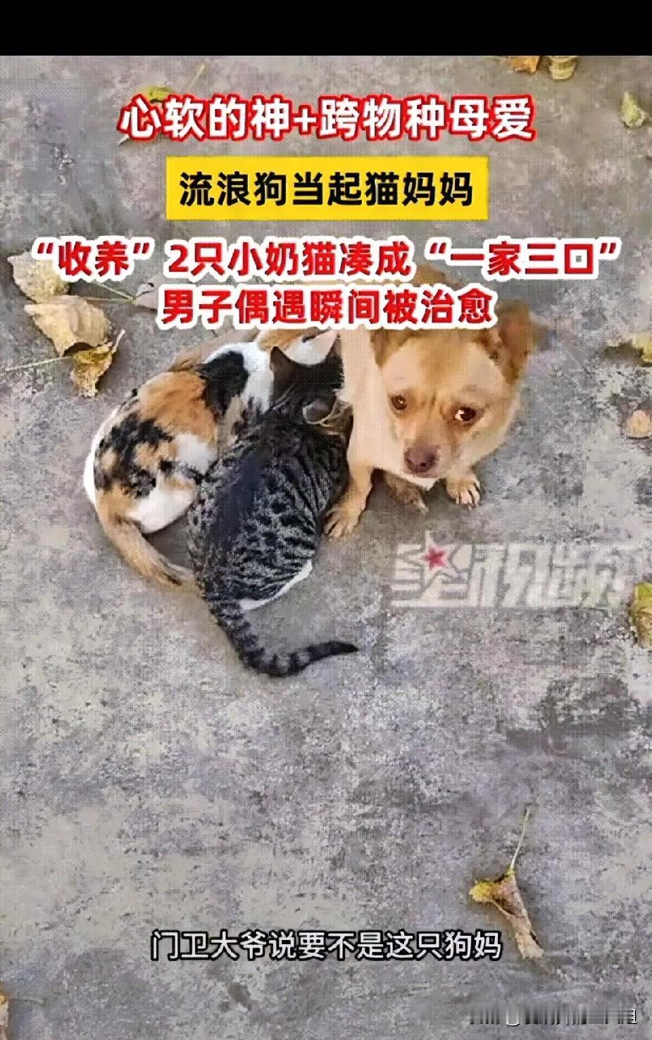 万物有灵性！河南，男子在马路边无意间看到一只流浪狗妈妈在给两只流浪猫咪喂奶吃，感