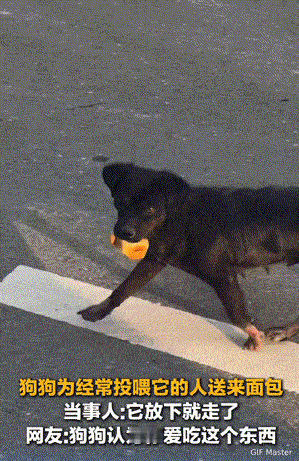 万物皆有灵！河南，女子投喂了一个月的流浪狗，从老远跑过来找她，一开始以为它饿了来