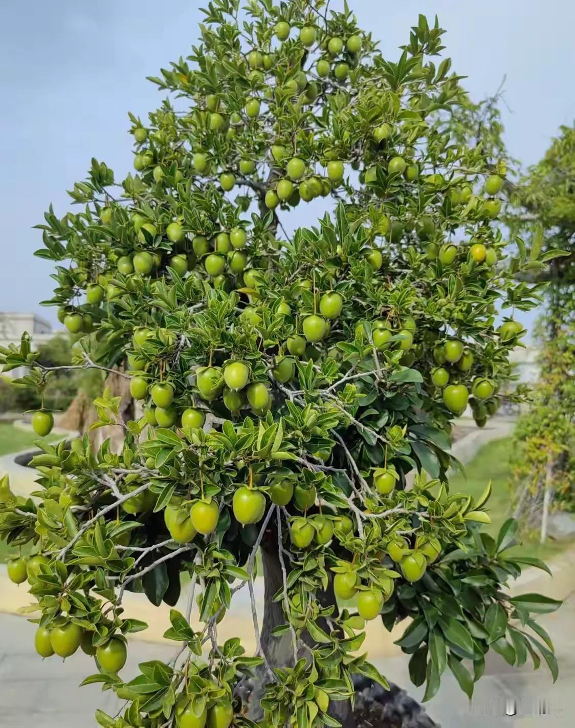 有谁知道这个是什么水果吗?