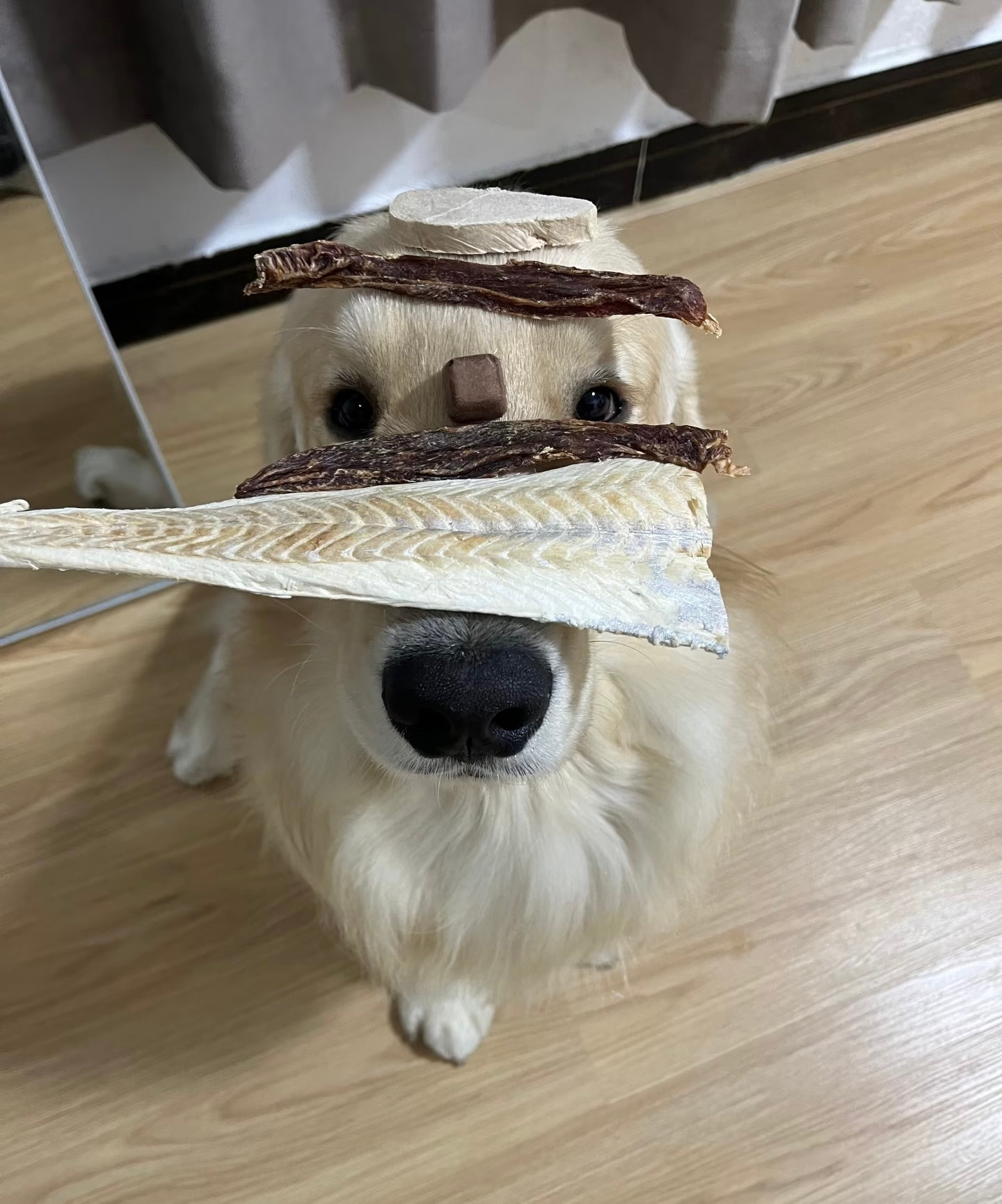 小狗你有这种毅力做什么都会成功的