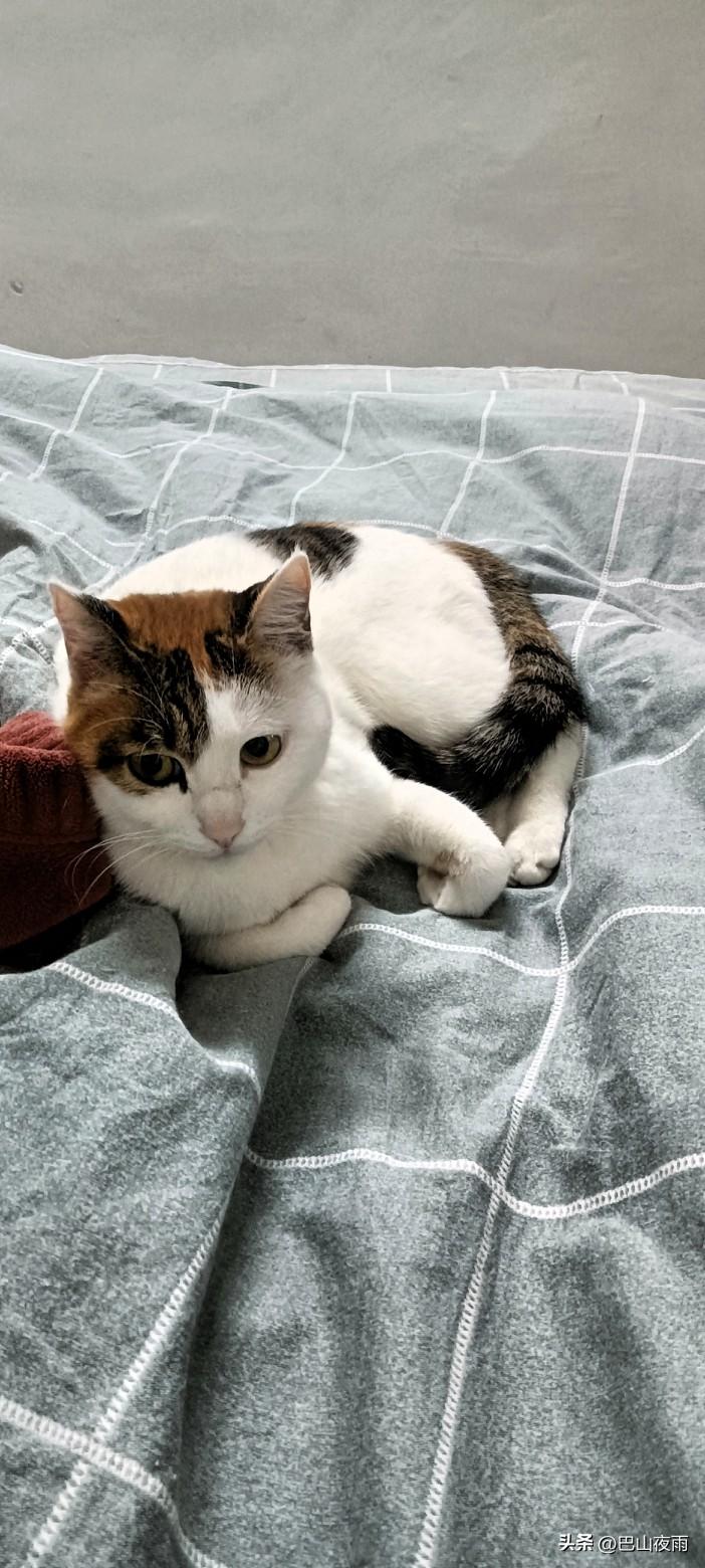 我家这只三花小猫咪每天最大的爱好，就是霸占我的床，找个最舒服的角落一瘫，就开