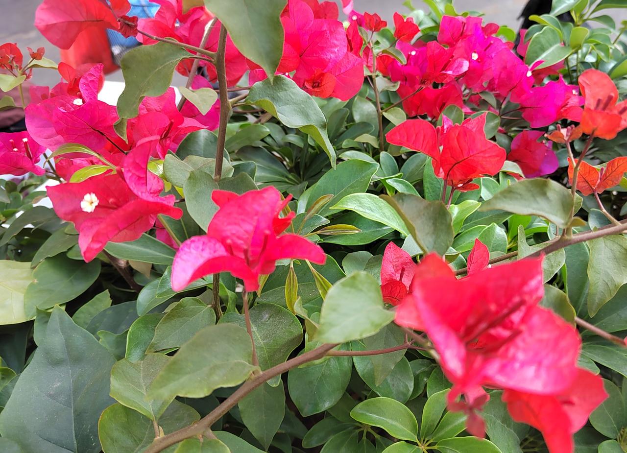 她不争春光，独爱这凛冽时节。墨绿的叶片托着碗口大的花朵，猩红如血，又似燃烧的火焰