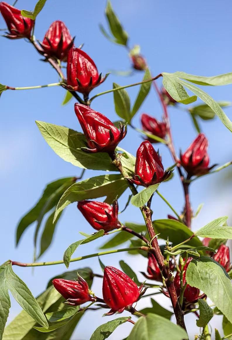 玫瑰茄，又名洛神花、红桃K，是锦葵科木槿属一年生草本植物，原产于非洲，在我国南方